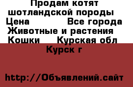 Продам котят шотландской породы › Цена ­ 2 000 - Все города Животные и растения » Кошки   . Курская обл.,Курск г.